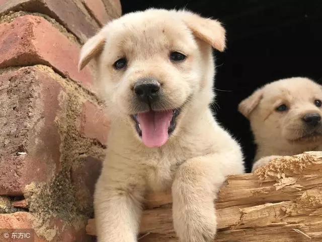 在狗狗心中,自家主人是這樣的