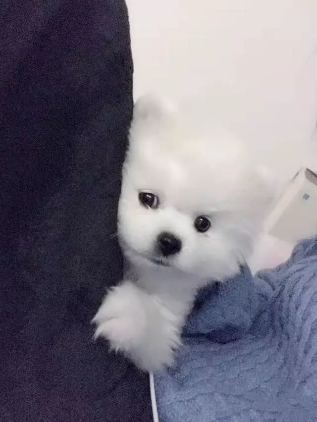在狗狗心中,自家主人是這樣的