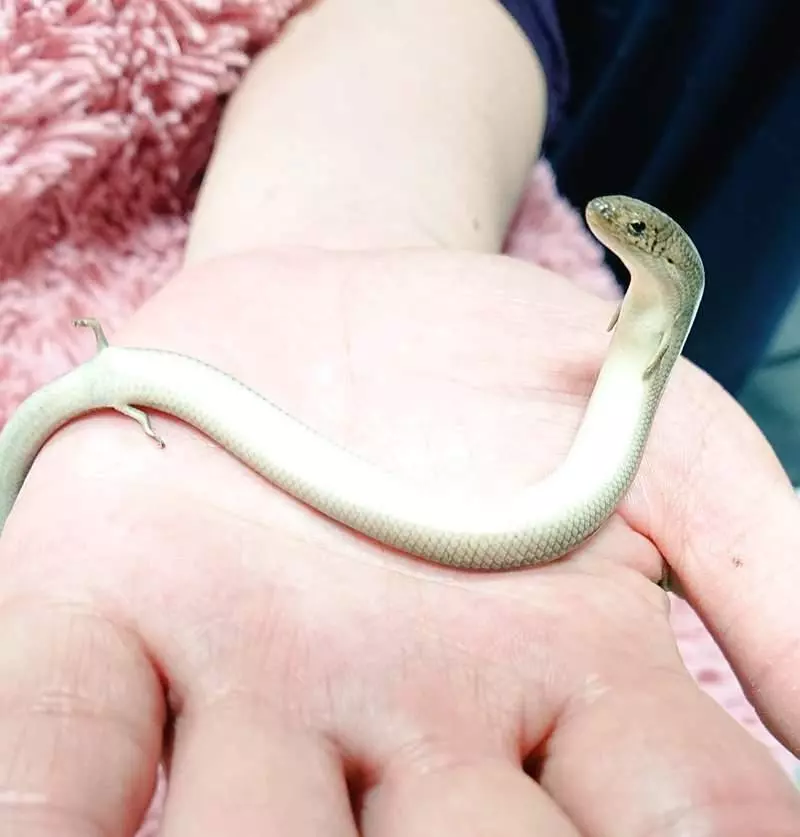真實版「畫蛇添足」超萌小生物!小手小腳「笨笨進食畫面」網笑瘋:成語是真的~