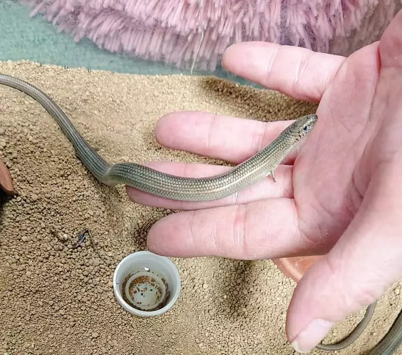 真實版「畫蛇添足」超萌小生物!小手小腳「笨笨進食畫面」網笑瘋:成語是真的~