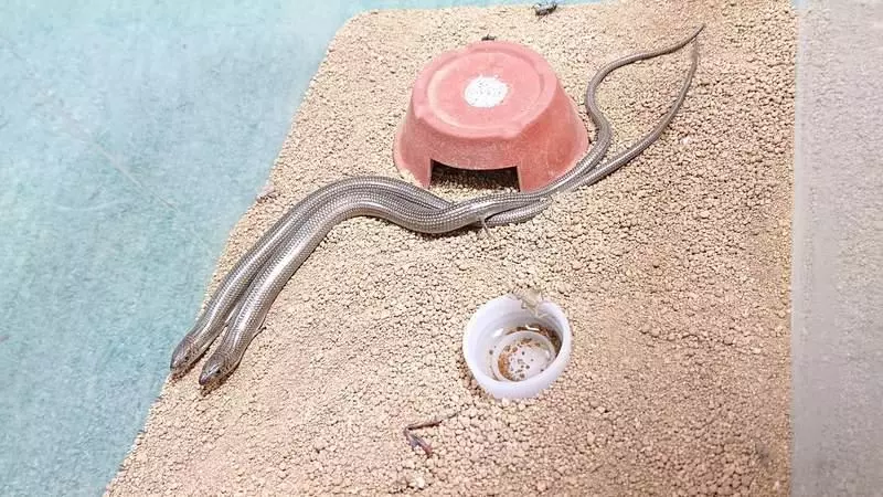 真實版「畫蛇添足」超萌小生物!小手小腳「笨笨進食畫面」網笑瘋:成語是真的~