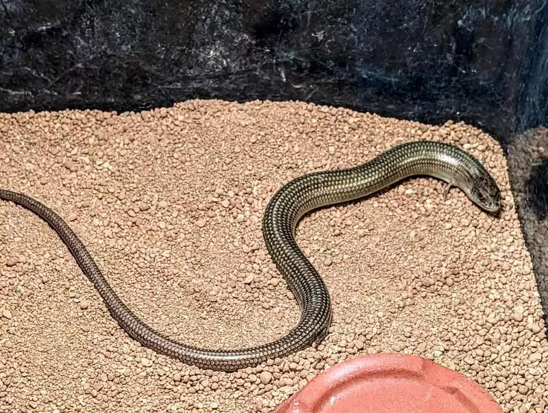 真實版「畫蛇添足」超萌小生物!小手小腳「笨笨進食畫面」網笑瘋:成語是真的~