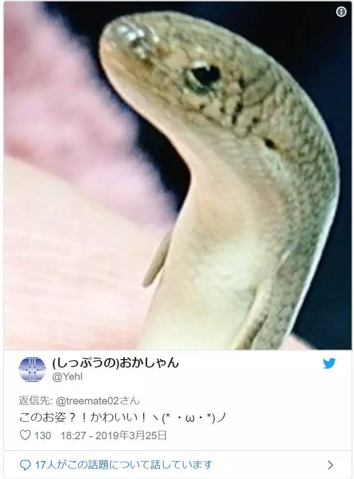 真實版「畫蛇添足」超萌小生物!小手小腳「笨笨進食畫面」網笑瘋:成語是真的~