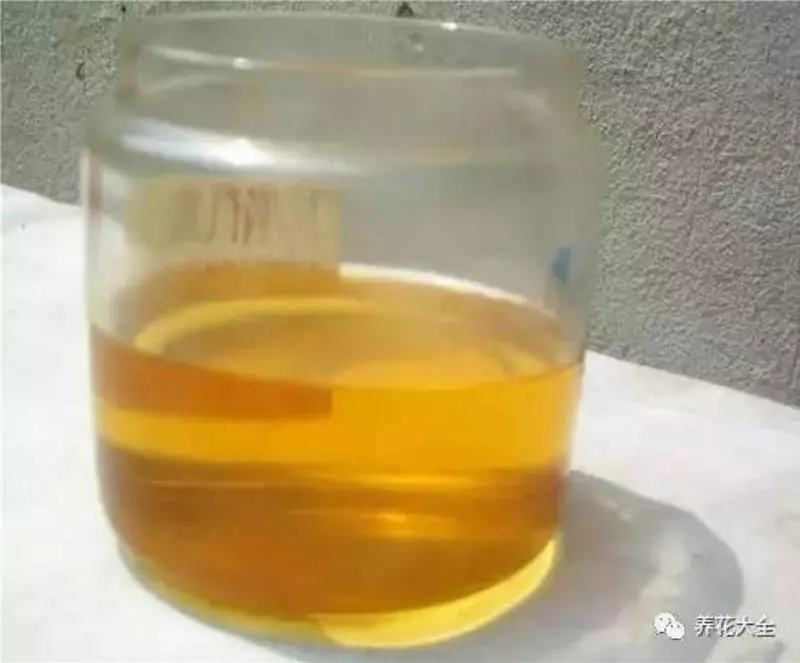 花 盆 裡 面 滴「1 滴 油」,花 1 個 月 就 爆 盆,10 年 不 黃 葉!
