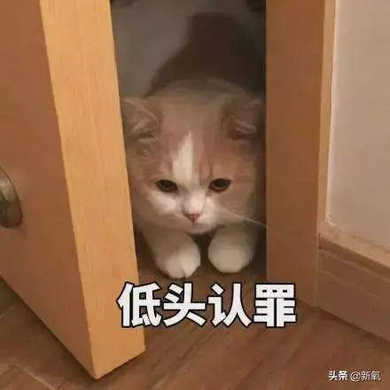 被向太拖進豪門的郭碧婷因800萬鑽戒被酸了?向佐回復甜炸了!