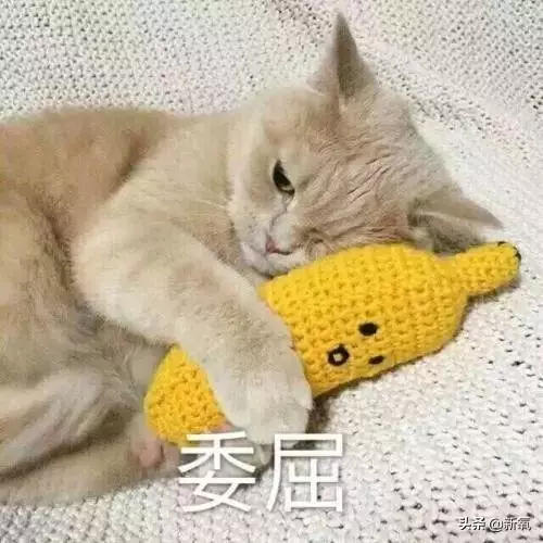 被向太拖進豪門的郭碧婷因800萬鑽戒被酸了?向佐回復甜炸了!