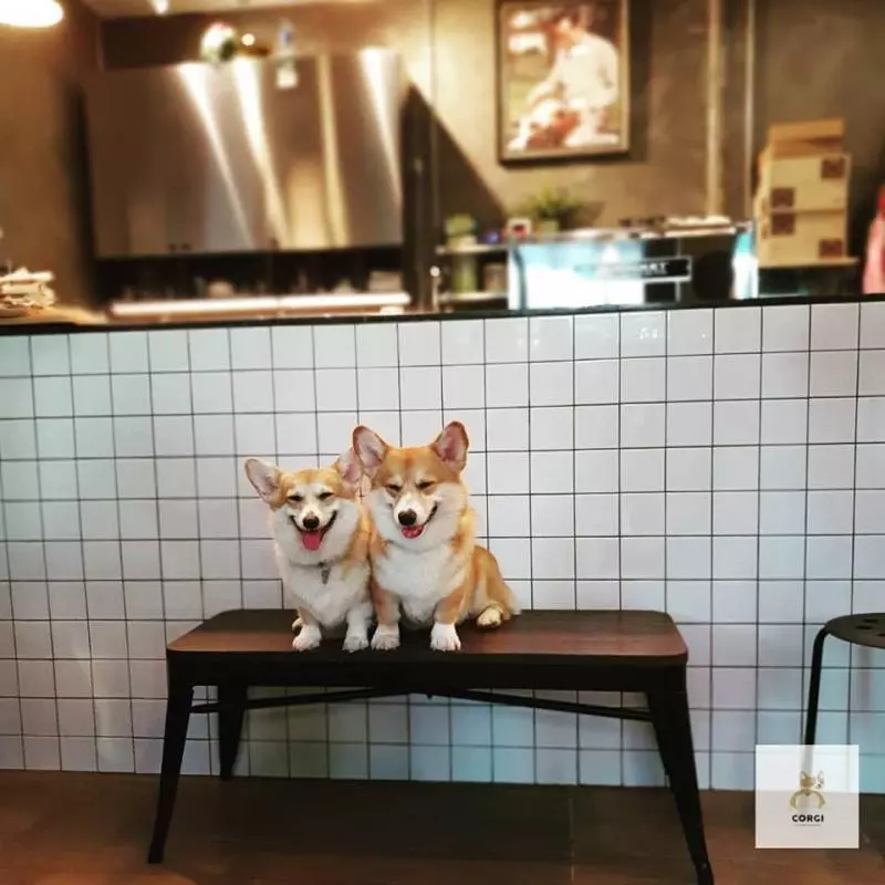 泰國「短腿店員咖啡廳」萌出新角度!「一團團餵食畫面」讓基粉少女心噴發:被療癒惹(*´∀`)~♥