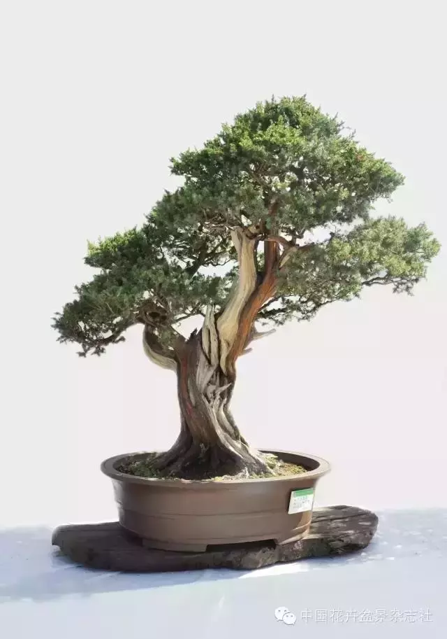 樹木盆景「主動控制」護理技法