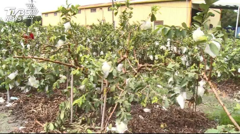 淒慘!芭樂一顆兩元 老農:拜託政府幫我