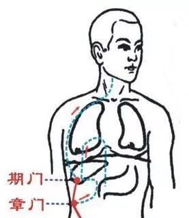 【每日一穴:期門穴】