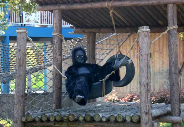 動物園猩猩真是工讀生! 遊客怒:兩人穿道具服上躥下跳