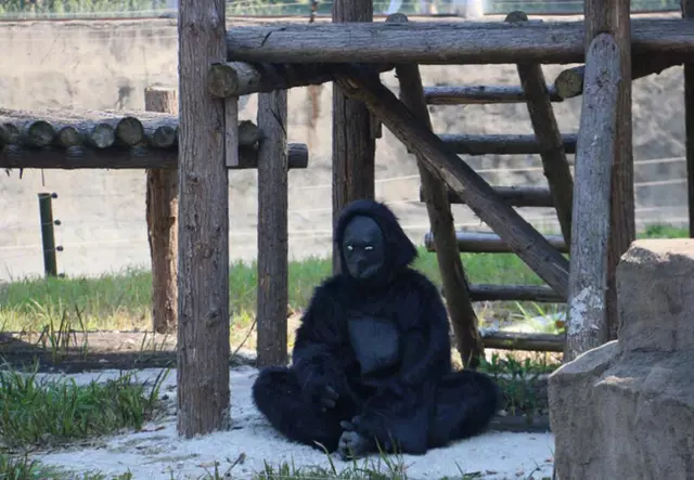 動物園猩猩真是工讀生! 遊客怒:兩人穿道具服上躥下跳