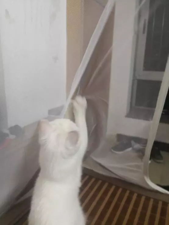深夜下班,貓咪早已在床上等候,但主人就要崩潰了