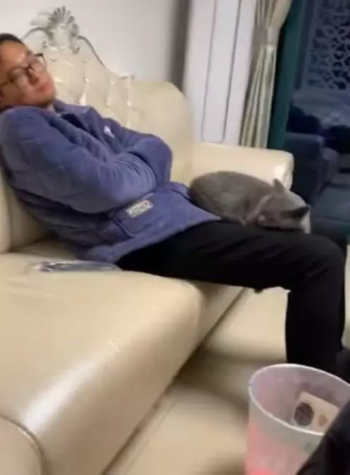 兒子反對獨居老爸養貓,冷戰數月後,卻發現了一個驚訝的事