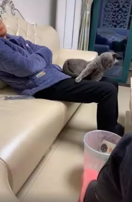 兒子反對獨居老爸養貓,冷戰數月後,卻發現了一個驚訝的事