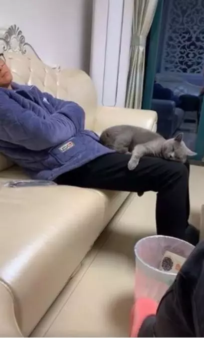 兒子反對獨居老爸養貓,冷戰數月後,卻發現了一個驚訝的事