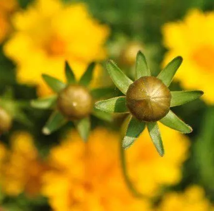 4月3號起橫財如雨,好事臨門,財運滾滾,不缺錢花,富貴難擋的5大生肖!