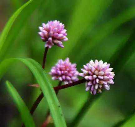 4月3號起橫財如雨,好事臨門,財運滾滾,不缺錢花,富貴難擋的5大生肖!