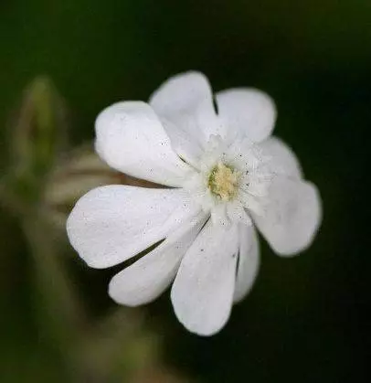4月3號起橫財如雨,好事臨門,財運滾滾,不缺錢花,富貴難擋的5大生肖!