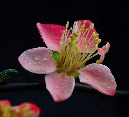 4月3號起橫財如雨,好事臨門,財運滾滾,不缺錢花,富貴難擋的5大生肖!