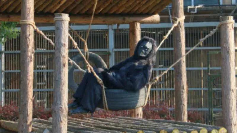 動物園猩猩竟真是「工讀生」!家長怒批:花錢來看這個?