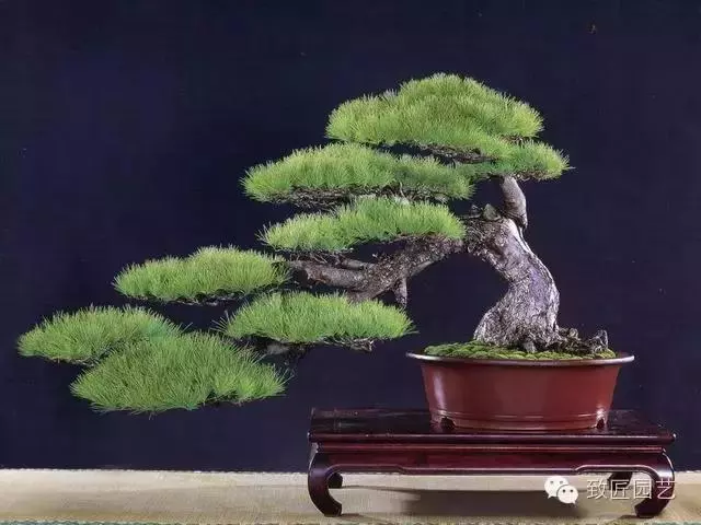 盆景造型基礎技術:盆景四大造型技法詳解