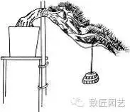 盆景造型基礎技術:盆景四大造型技法詳解