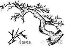 盆景造型基礎技術:盆景四大造型技法詳解