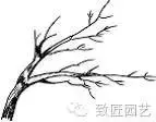 盆景造型基礎技術:盆景四大造型技法詳解