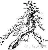 盆景造型基礎技術:盆景四大造型技法詳解