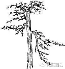 盆景造型基礎技術:盆景四大造型技法詳解
