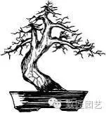 盆景造型基礎技術:盆景四大造型技法詳解