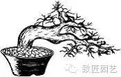 盆景造型基礎技術:盆景四大造型技法詳解