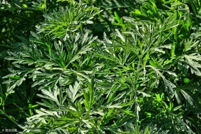 艾葉有哪些功效?看看中藥專家怎麼說