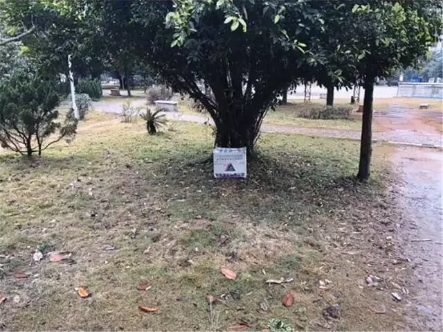 主人將柯基扔在公園,扔給牠500元和一封信,轉身離去,信中寫了什麼?