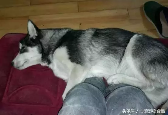 如果狗狗「出現這10個小動作」 那就代表牠真的很愛你~