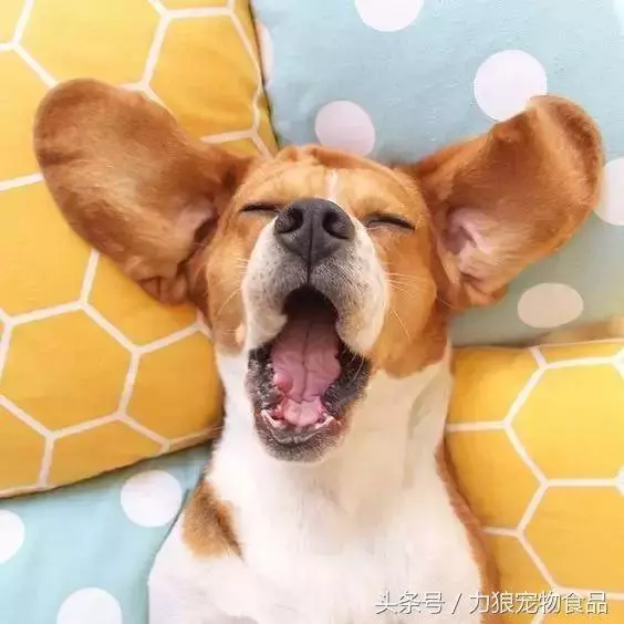 如果狗狗「出現這10個小動作」 那就代表牠真的很愛你~