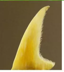 1斤魚翅相當於1斤半豬皮,1斤燕窩不如4個雞蛋