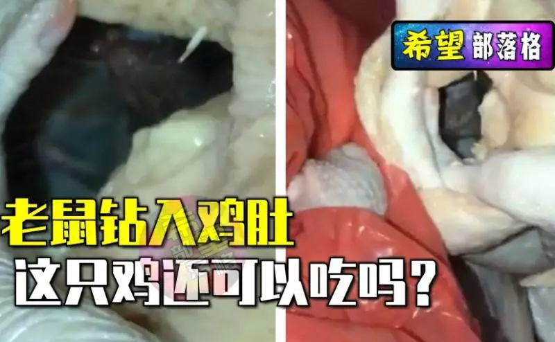 生雞放地上~任由老鼠鑽入雞肚!!