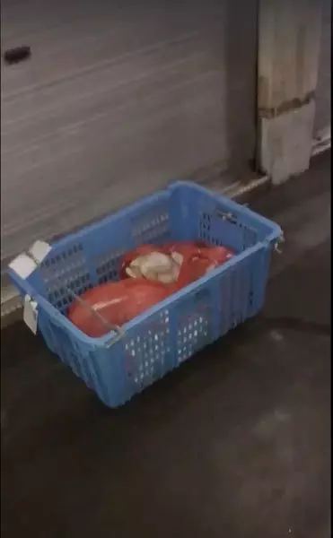 生雞放地上~任由老鼠鑽入雞肚!!