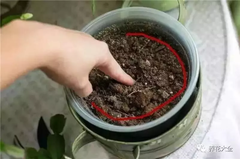 花 盆 裡 面 滴「1 滴 油」,花 1 個 月 就 爆 盆,10 年 不 黃 葉!