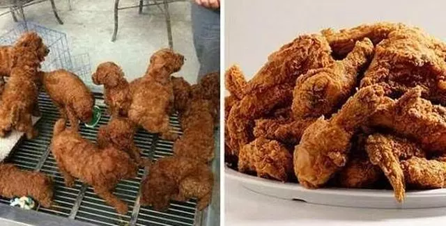 自家狗子最常做的奇葩事,你家狗子上榜幾條?