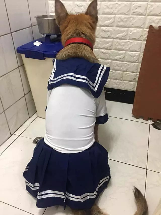 自家狗子最常做的奇葩事,你家狗子上榜幾條?