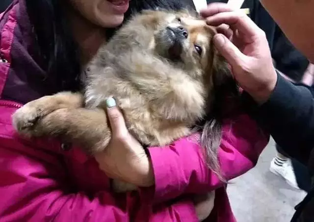 家中起火9隻狗狗被嗆身亡,主人看到床頭的插座泣不成聲