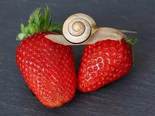 【減肥】減肥最好的方法,蔬菜減肥方案