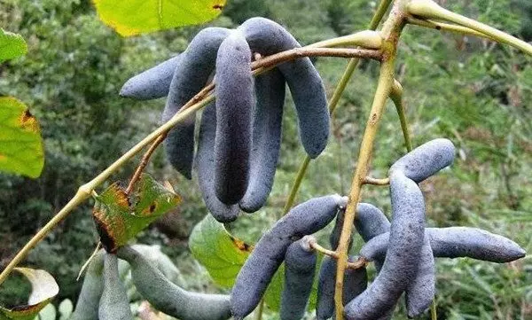 他在山中看到這超怪異東西,外表藍紫色、形狀像爪子、剝開內部有夠噁心,沒想到卻「差點就錯過了」!