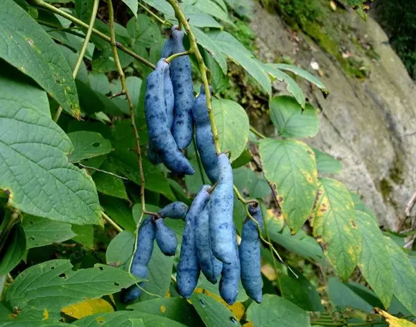 他在山中看到這超怪異東西,外表藍紫色、形狀像爪子、剝開內部有夠噁心,沒想到卻「差點就錯過了」!