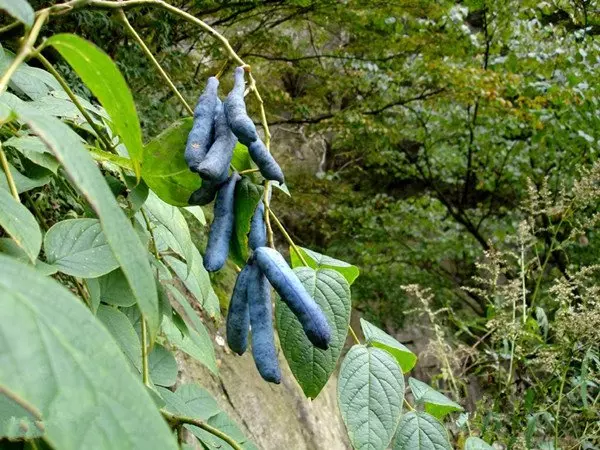 他在山中看到這超怪異東西,外表藍紫色、形狀像爪子、剝開內部有夠噁心,沒想到卻「差點就錯過了」!