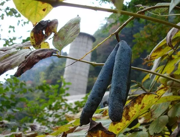 他在山中看到這超怪異東西,外表藍紫色、形狀像爪子、剝開內部有夠噁心,沒想到卻「差點就錯過了」!