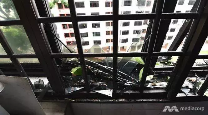 新加坡25米高大樹突然倒下!20間組屋瞬間 !